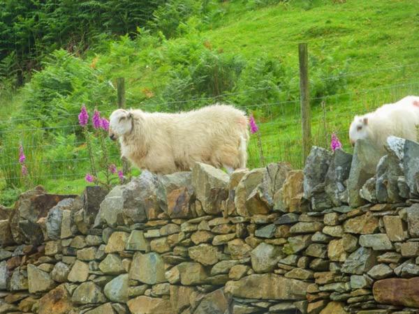 Tyn Llwyn Villa ดอลเกซเซย์ ภายนอก รูปภาพ